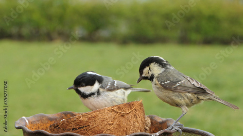 Fotografie Coal Tit feeding from a Coconut suet shell at bird table