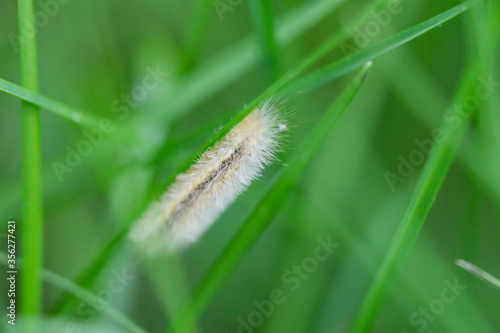 Yellow Collared Scape Moth Caterpillar photo