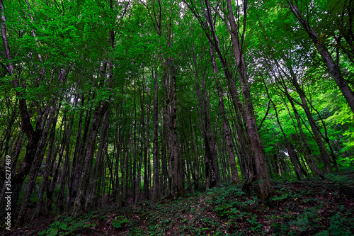 A tree in a forest