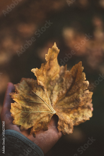 Hoja de otoño