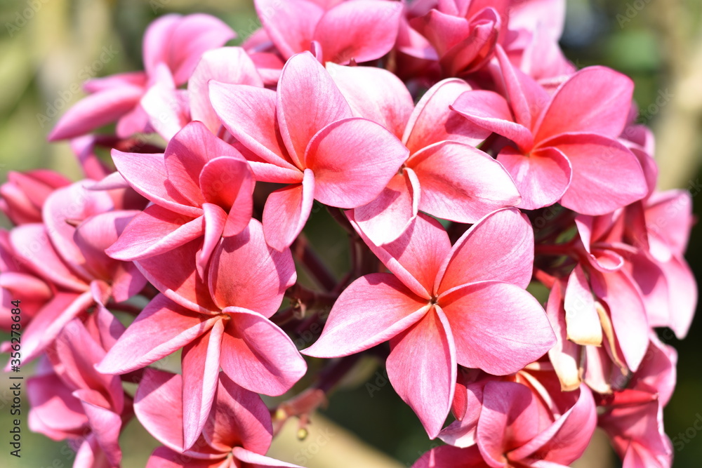 Group of pink flowers (Frangipani,Plumeria) bloom in gardent. Group of pink flowers (Frangipani,Plumeria) bloom in gardent.