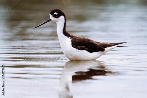 Black-necked stilt