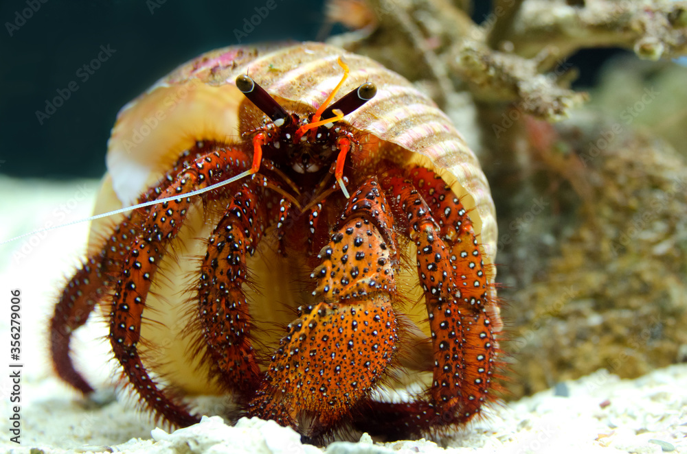 Close-up Of Hermit Crab.