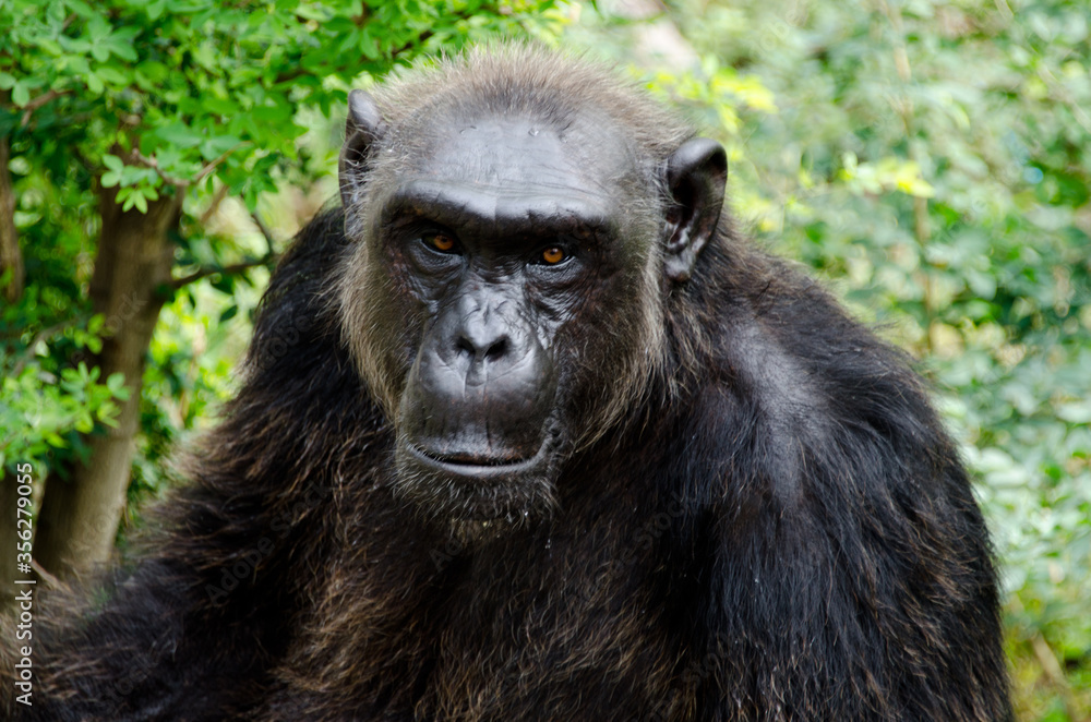 Gorilla in zoo. Gorilla in zoo.
