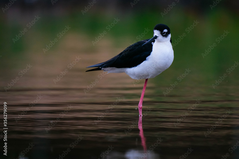Black-necked stilt Black-necked stilt