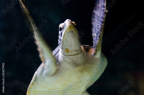 Underwater Sea turtle.