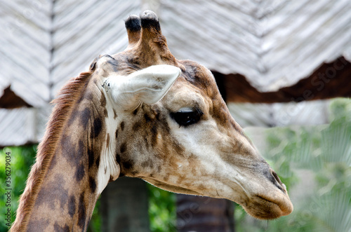 close up of a giraffe.