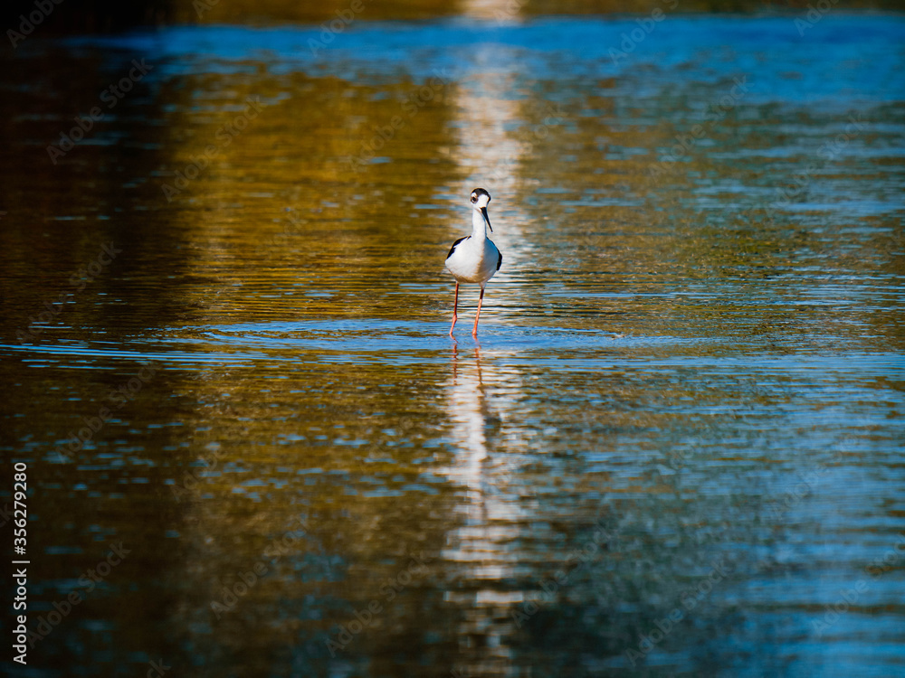 Black-necked stilt Black-necked stilt