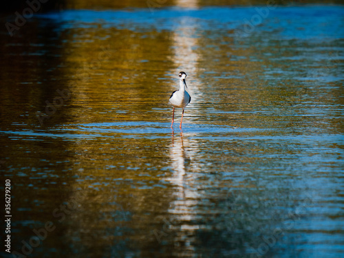 Black-necked stilt