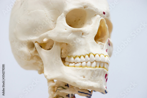 Human skull model for antomy education. photo