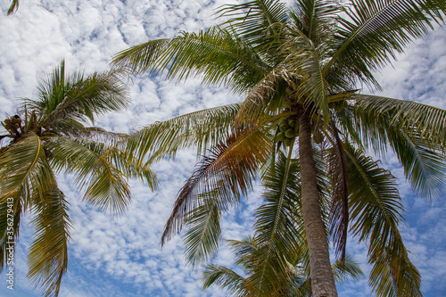 Summer Palm Tree with blue sky background © alenthien