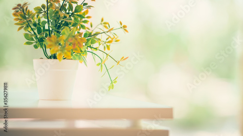 Green plant in pot on white table with blurred background