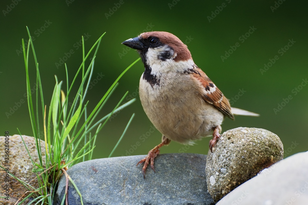 Naklejka premium Tree sparrow (Passer montanus) on stone with grass at bird's watering hole. Czechia. Europe.