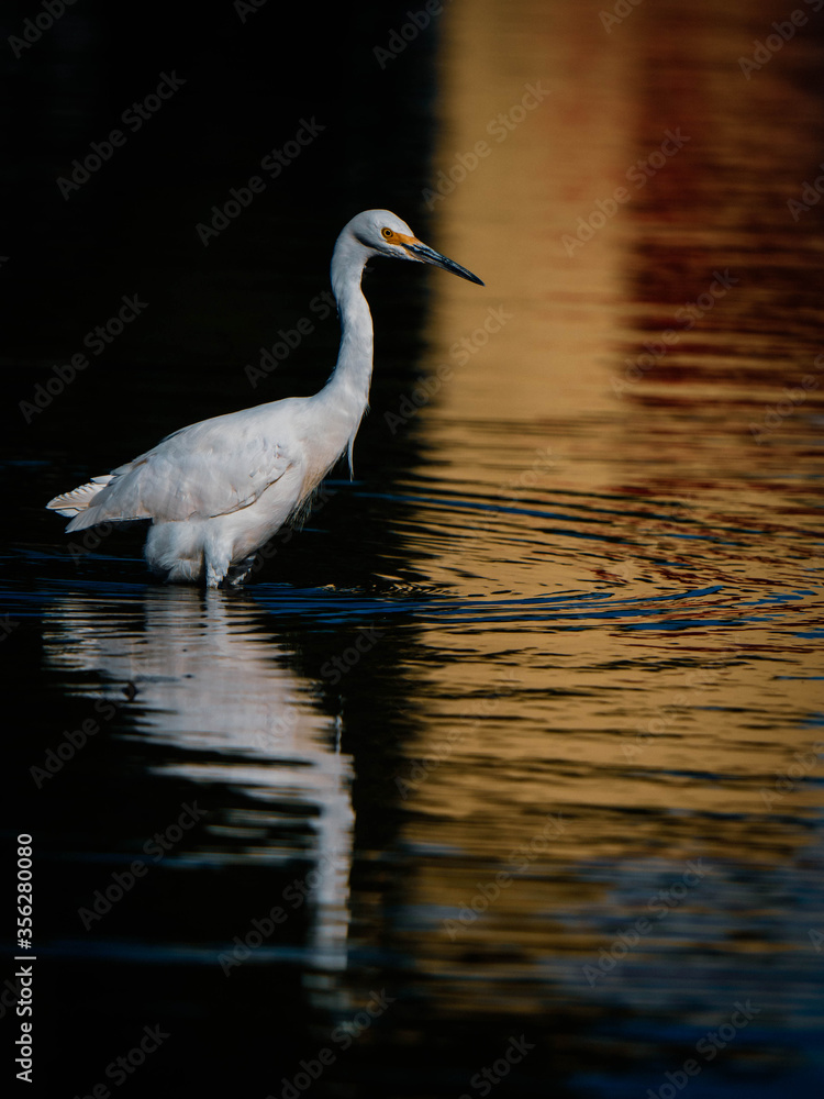 Obraz premium Great Snowy Egret
