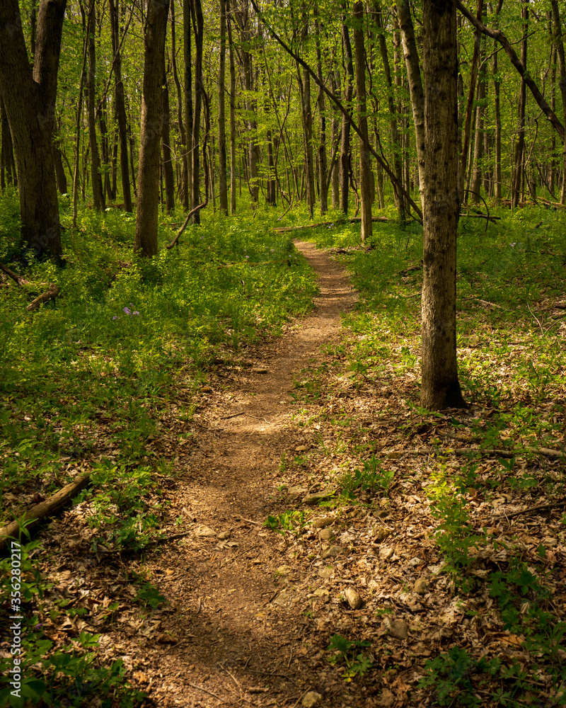 path in the forest path in the forest