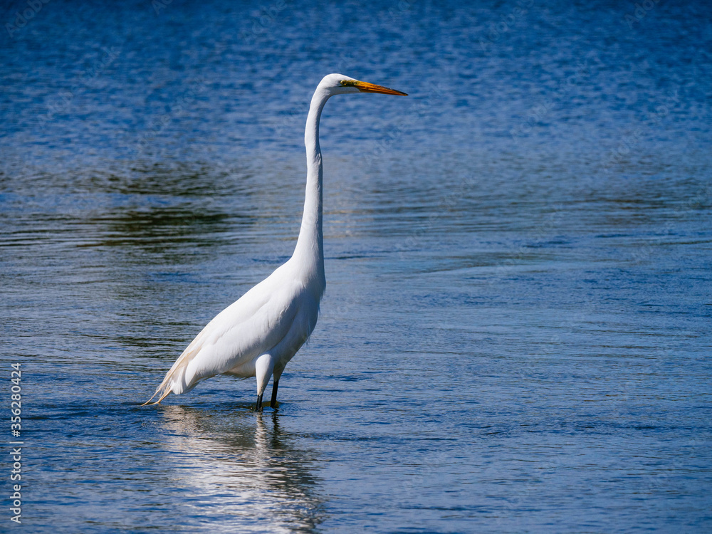 Great Snowy Egret