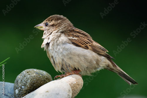 Young sparrow on stone at bird's watering hole. Czechia. Europe. © Milan