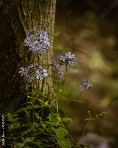 purple flowers in wood