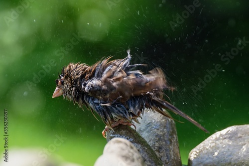Young sparrow on stone at bird's watering hole. He dries feathers. Czechia. Europe.