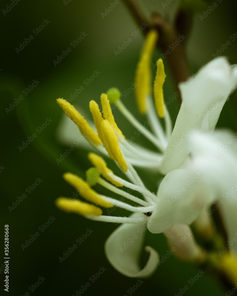 Fototapeta premium close up of a white flower