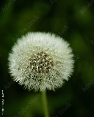 dandelion on green