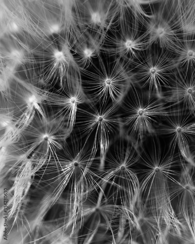 white dandelion seeds © Brian