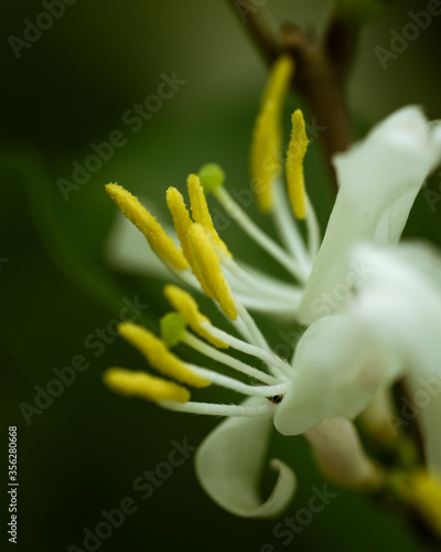 close up of a white flower