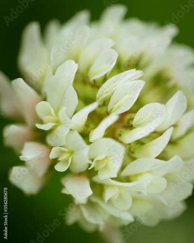close up of white flowers