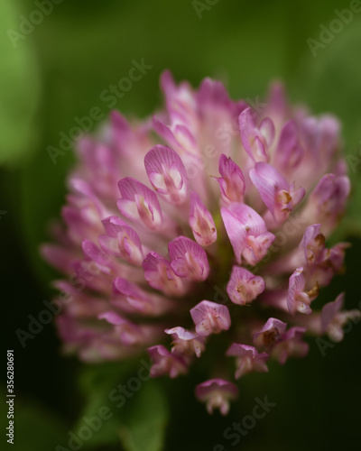 close up of a pink flower