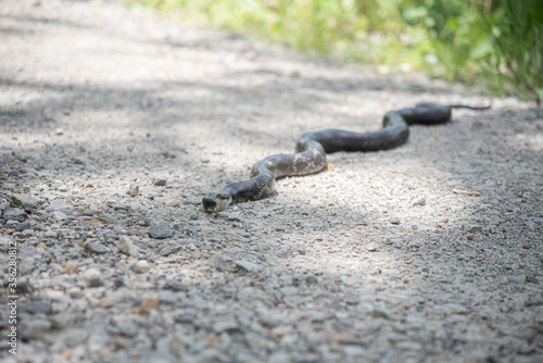 Black Rat Snake just hanging out on a road.