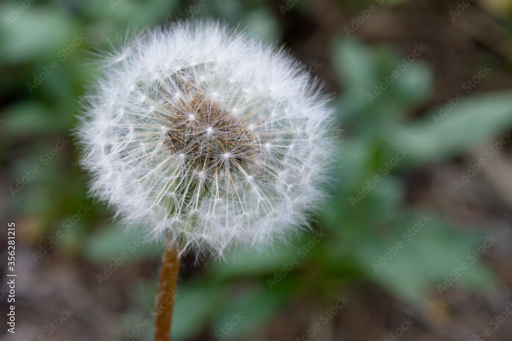 The well-known dandelion does not attract attention until you take a closer look. Macro shot of a fluffy dandelion.