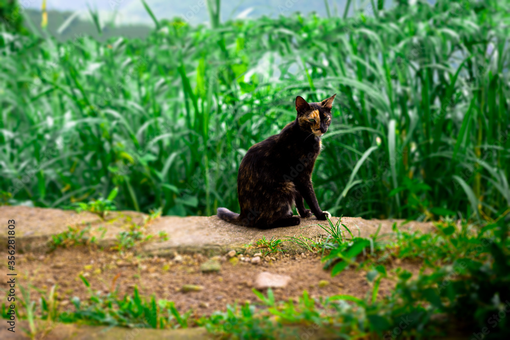 Black and Ginger Cat Black and Ginger Cat
