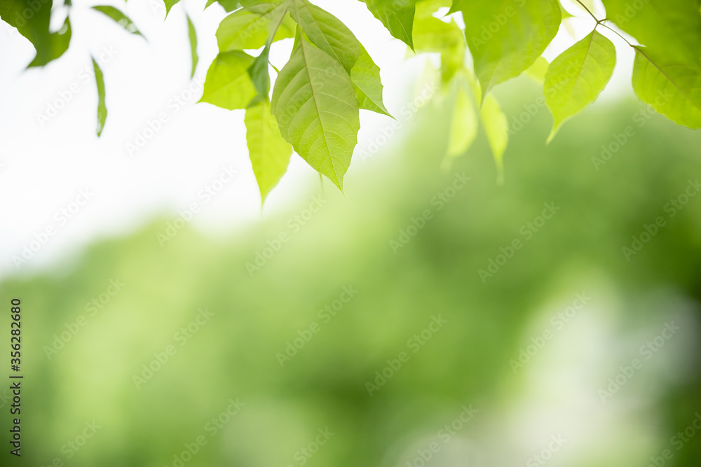 Closeup beautiful attractive nature view of green leaf on blurred greenery background in garden with copy space using as background natural green plants landscape, ecology, fresh wallpaper concept. Closeup beautiful attractive nature view of green leaf on blurred greenery background in garden with copy space using as background natural green plants landscape, ecology, fresh wallpaper concept.