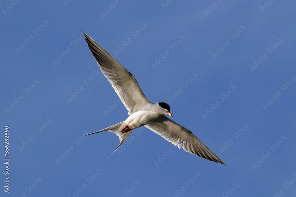 Obraz na plátně Common Tern