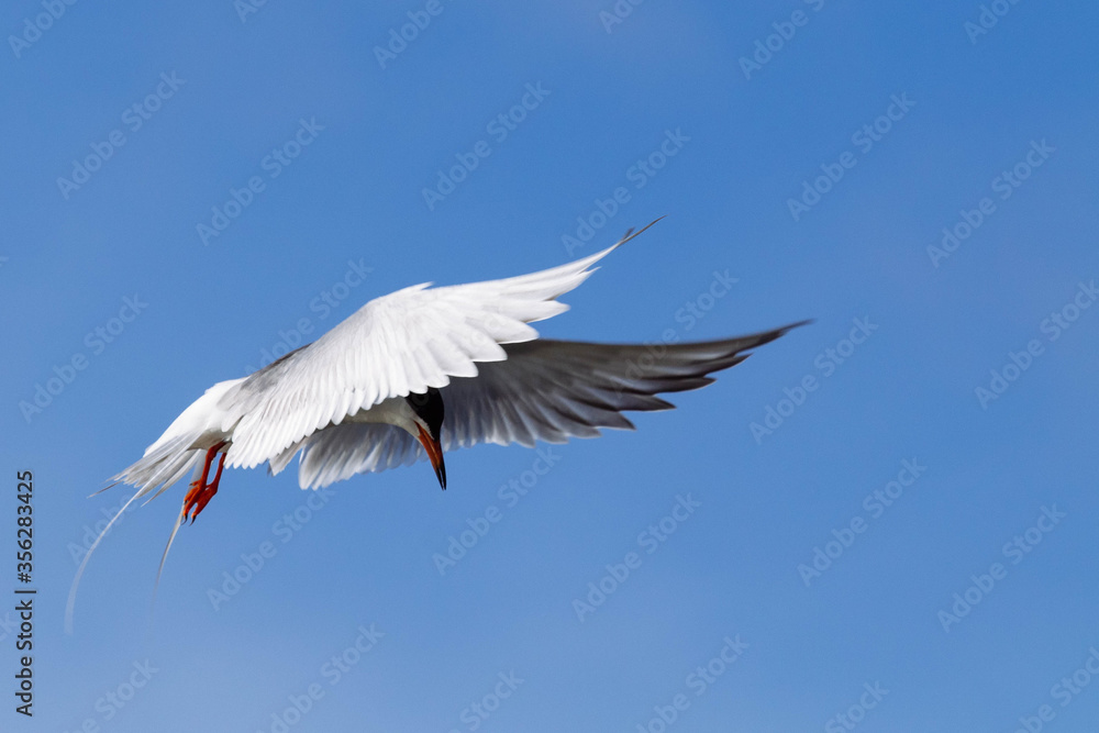 Common Tern Common Tern