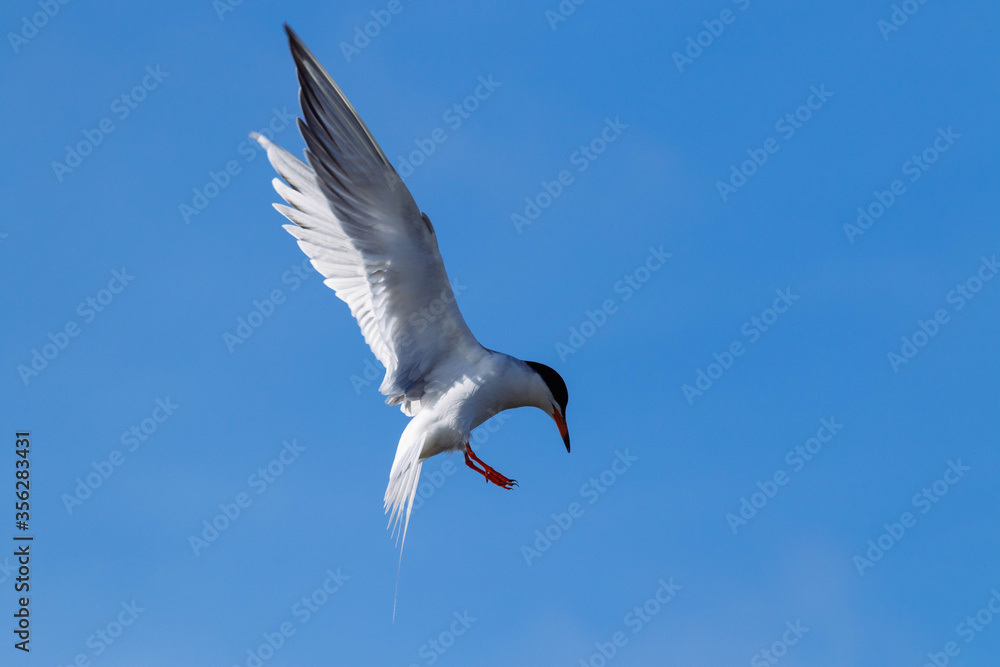 Obraz premium Common Tern