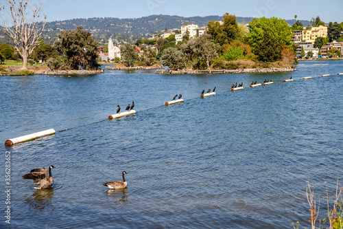 Ducks swim on Merritt Lake in Oakland, California © Olga