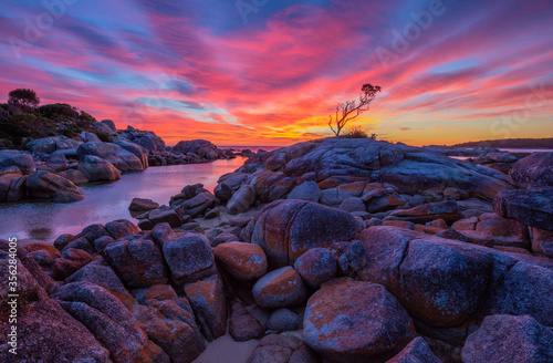 Beautiful,colourful, autumn,sunrise over scenic rock formation and lone tree . At Binalong Bay ,Bay of Fires Conservation Area.East Coast of Tasmania, Australia.