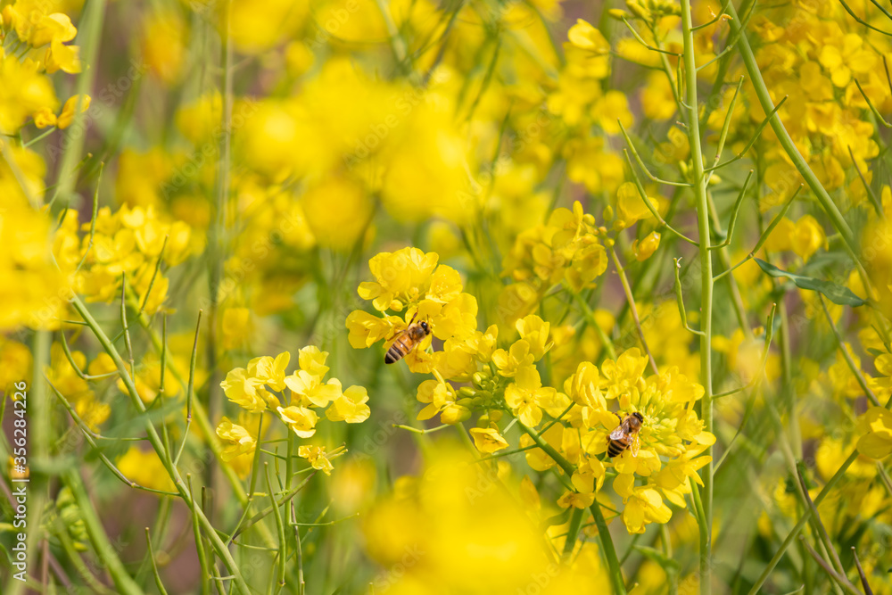 蜜蜂と菜の花 蜜蜂と菜の花