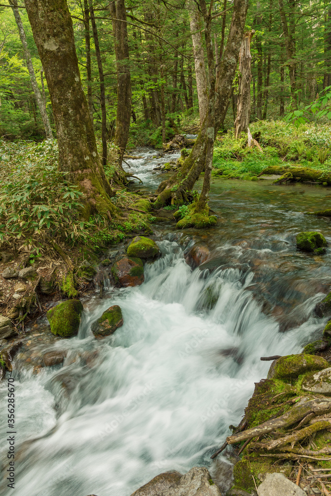 Forest creek, lush green woodland in Kamikochi, Nagano, Japan Forest creek, lush green woodland in Kamikochi, Nagano, Japan