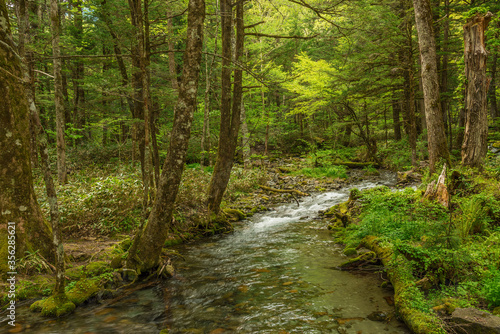 Forest creek  lush green woodland in Kamikochi  Nagano  Japan