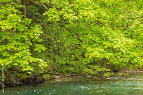 branches with green leaves over the river water