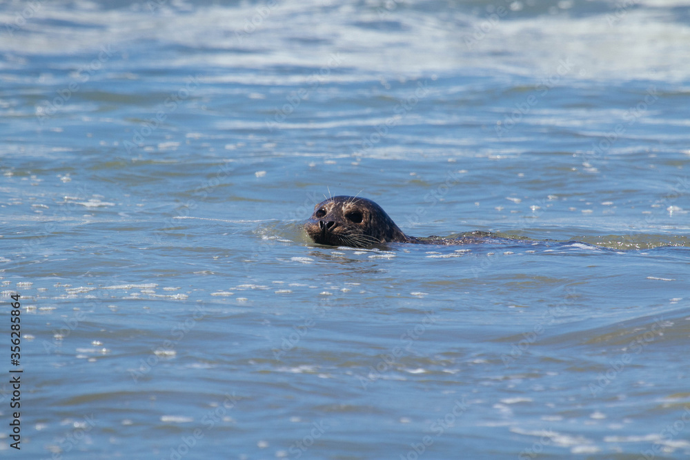 Fototapeta premium Harbor Seals Swimming