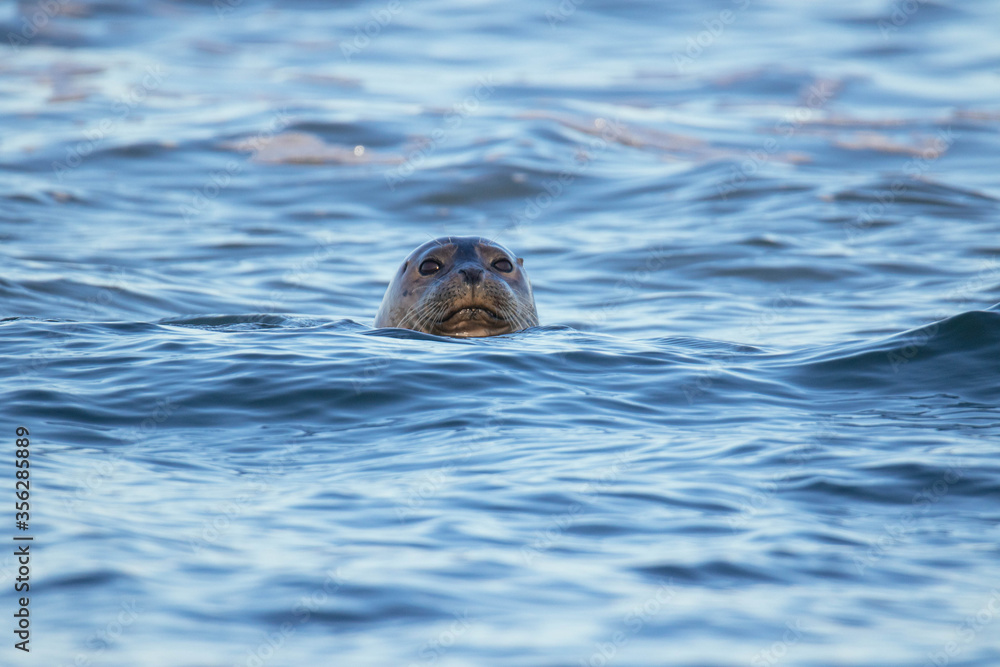 Fototapeta premium Harbor Seals Swimming