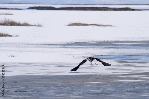 Heron Flying