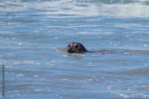 Harbor Seals Swimming