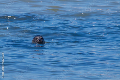 Harbor Seals Swimming © Anchor