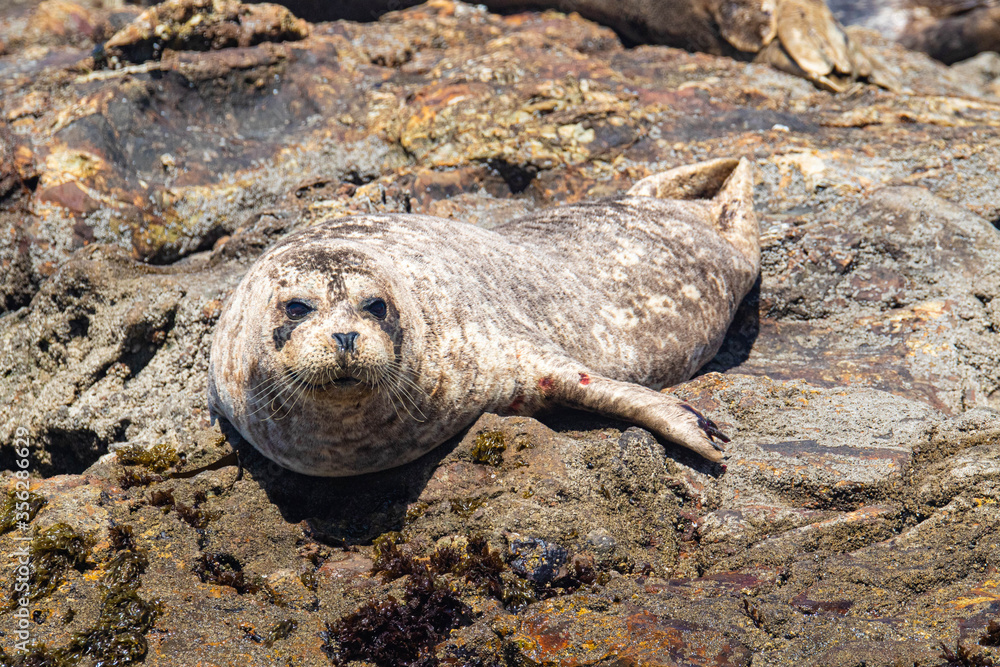 Obraz premium Harbor Seals