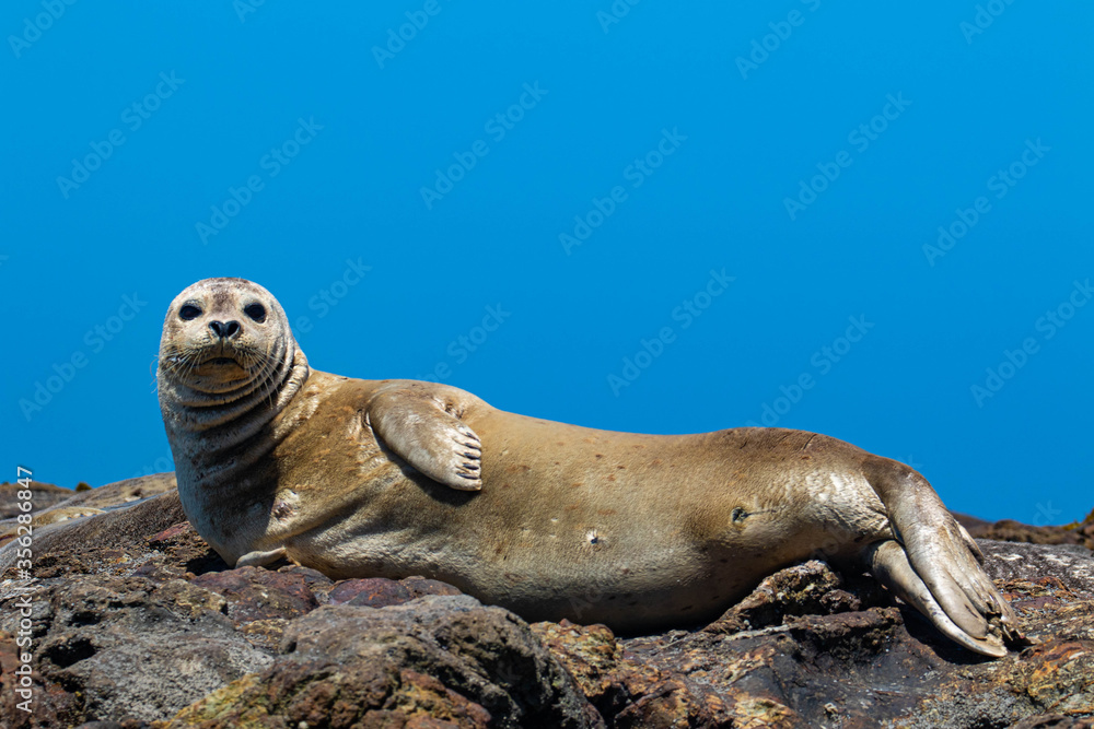 Fototapeta premium Harbor Seals