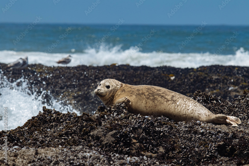 Naklejka premium Harbor Seals